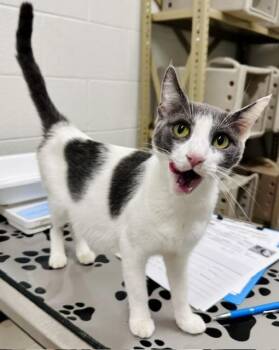 MINI MOUSE -  Domestic Short Hair Cat for Adoption in Derwood, Maryland - MINI MOUSE | PetCurious
