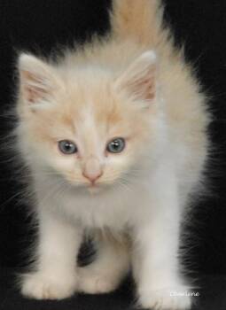 Blazing Fury -  Domestic Short Hair and American Shorthair Cat for Adoption in Newland, North Carolina - Blazing Fury | PetCurious