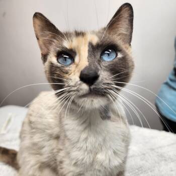 SNOWSHOE -  Calico Cat for Adoption in Graham, Washington - SNOWSHOE | PetCurious