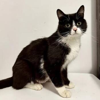 Penny -  Domestic Short Hair Cat for Adoption in Bridgeport, Connecticut - Penny | PetCurious