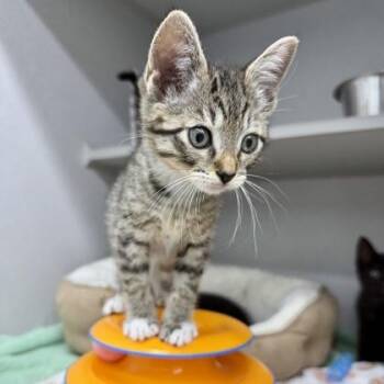 Domestic Short Hair Cats Available for Adoption in Atlanta, Georgia - Ray | PetCurious