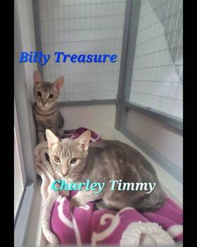 Billy (Treasure) -  Domestic Short Hair Cat for Adoption in Diamond Springs, California - Billy (Treasure) | PetCurious