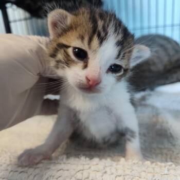 Domestic Short Hair Cats Available for Adoption in Fort Smith, Arkansas - Lime (26-2103) | PetCurious