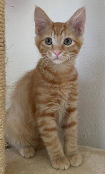 Rescue Tabby and Domestic Medium Hair Cats for Adoption in Palo Alto, California - Pasta: Ziti | PetCurious