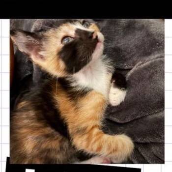 Steal the Krabby Patty Recipe -  Domestic Short Hair Cat for Adoption in Westminster, California - Steal The Krabby Patty Recipe | PetCurious