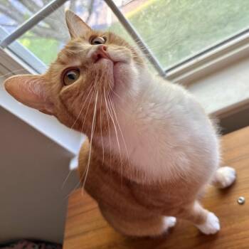 Simon -  Domestic Short Hair Cat for Adoption in Ephrata, Pennsylvania - Simon | PetCurious