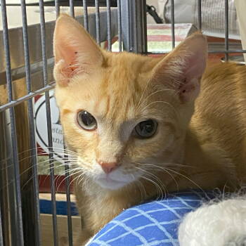 Rescue Domestic Short Hair and Tabby Cats for Adoption in Littlestown, Pennsylvania - Quack | PetCurious