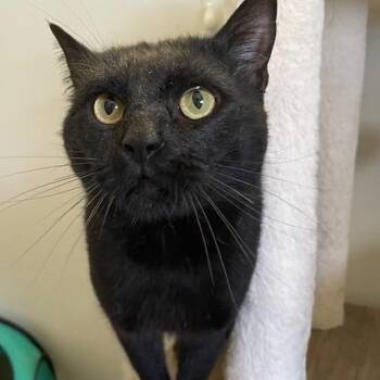 Domestic Short Hair Cats Available for Adoption in Syracuse, New York - Cole | PetCurious