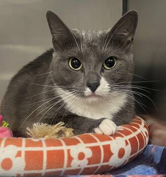 Rescue Domestic Short Hair Cats for Adoption in Johnston, Rhode Island - Ricky | PetCurious