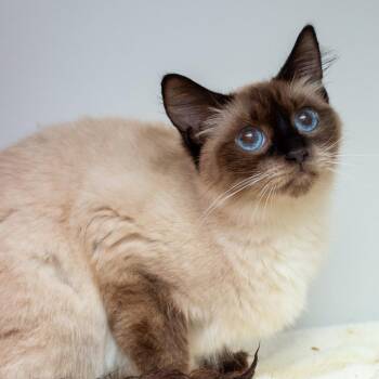 Balinese and Domestic Short Hair Cats Available for Adoption in Hattiesburg, Mississippi - Zara | PetCurious