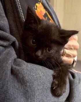 Remus -  Domestic Short Hair Cat for Adoption in Apollo, Pennsylvania - Remus | PetCurious