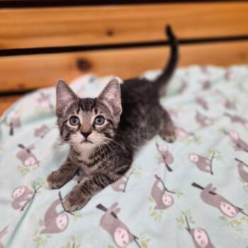 Grasshopper -  Domestic Short Hair and Mixed Breed Cat for Adoption in Woodstock, Illinois - Grasshopper | PetCurious