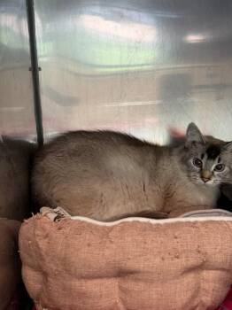 Rio -  Siamese Cat for Adoption in Virginia, Minnesota - Rio | PetCurious