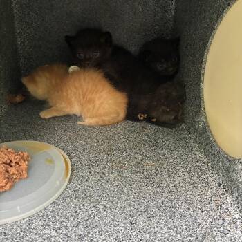 Domestic Short Hair Cats Available for Adoption in Greensboro, North Carolina - Karma (Pink) | PetCurious