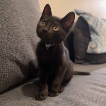 Toulouse -  Domestic Short Hair Cat for Adoption in Sunnyvale, California - Toulouse | PetCurious