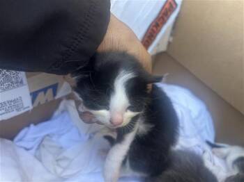 Rescue Domestic Short Hair Cats for Adoption in Houston, Texas - A643940 | PetCurious