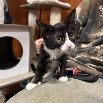 Emily -  Domestic Short Hair Cat for Adoption in Hemet, California - Emily | PetCurious