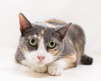 Zelda -  Tortoiseshell Cat for Adoption in Trophy Club, Texas - Zelda | PetCurious