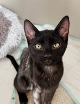 Sasha Hollanov -  Domestic Short Hair Cat for Adoption in Chandler, Arizona - Sasha Hollanov | PetCurious