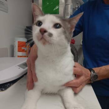 Greenbean Casserole (Ava) -  Domestic Short Hair Cat for Adoption in St. Peters, Missouri - Greenbean Casserole (Ava) | PetCurious