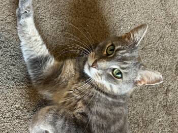 Rescue Domestic Short Hair Cats for Adoption in Levittown, Pennsylvania - Dewey | PetCurious