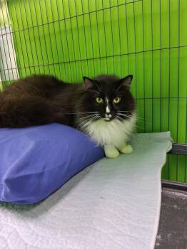 Domestic Long Hair Cats Available for Adoption - Scar | PetCurious