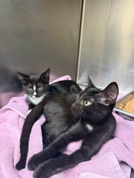 Logan and Stone -  Domestic Short Hair Cat for Adoption in Amherst, Virginia - Logan And Stone | PetCurious