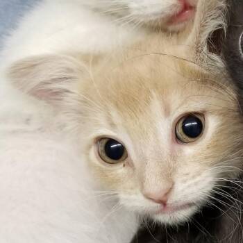 Domestic Short Hair Cats Available for Adoption in Austin, Texas - Nugget 26 | PetCurious