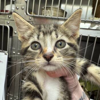 School Bus (Group 4) -  Domestic Short Hair Cat for Adoption in Pekin, Illinois - School Bus (Group 4) | PetCurious