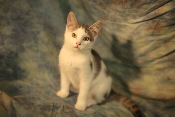 Cats for Adoption - Budgie (FeLV+) | PetCurious