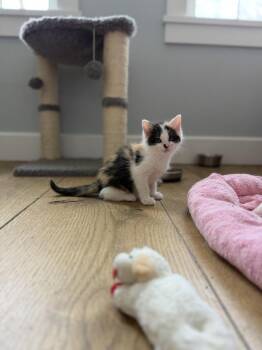 EP: Viva Las Vegas -  Calico Cat Available for Adoption - EP: Viva Las Vegas | PetCurious