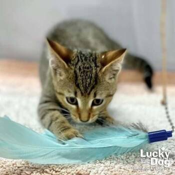 Tango -  Domestic Short Hair and Tabby Cat for Adoption in Washington, District Of Columbia - Tango | PetCurious