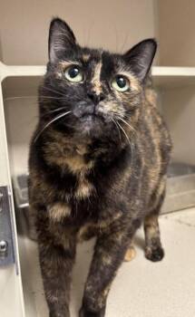 Deidre -  Domestic Short Hair Cat for Adoption in East Brookfield, Massachusetts - Deidre | PetCurious
