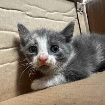 Cayenne -  Domestic Short Hair Cat for Adoption in Edinburg, Texas - Cayenne | PetCurious