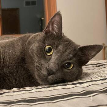 Henry - Bonded to William -  Domestic Short Hair Cat for Adoption in Middleton, Wisconsin - Henry - Bonded To William | PetCurious