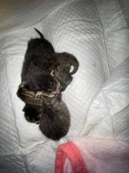 Kiki -  Tabby and Domestic Short Hair Cat Available for Adoption in San Antonio, Texas - Kiki | PetCurious