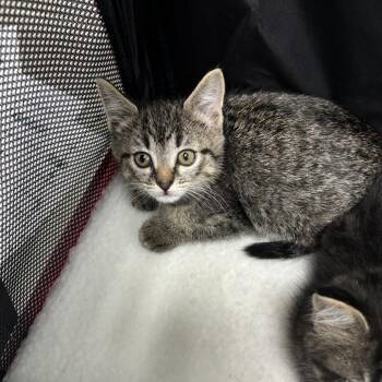 Jeanette -  Domestic Short Hair Cat for Adoption in Council Bluffs, Iowa - Jeanette | PetCurious