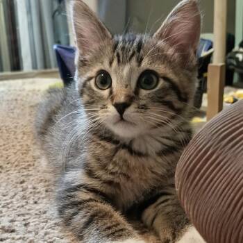 Vito -  Domestic Short Hair Cat for Adoption in Carmel, Indiana - Vito | PetCurious