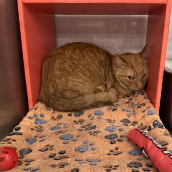 Rescue Tabby Cats for Adoption in Wyandotte, Michigan - Colby @ Livonia PetSmart | PetCurious