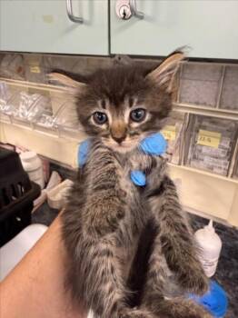 *DAISY -  Domestic Short Hair Cat for Adoption in Woodland, California - *DAISY | PetCurious