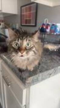 Copurrnicus -  Domestic Short Hair Cat for Adoption in Cincinnati, Ohio - Copurrnicus | PetCurious