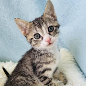 Domestic Short Hair Cats Available for Adoption - Toddy | PetCurious