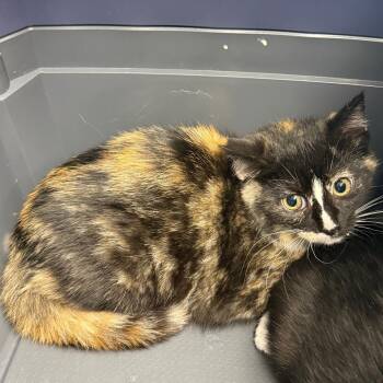 Squash -  Domestic Short Hair Cat for Adoption in Cheyenne, Wyoming - Squash | PetCurious