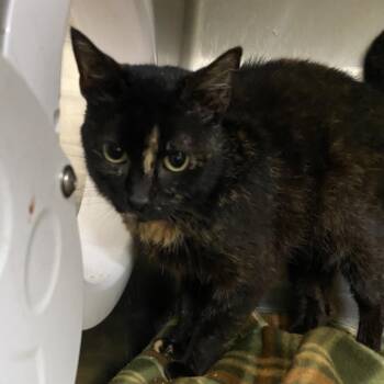 TeeTee -  Domestic Short Hair Cat for Adoption in Lakeland, Florida - TeeTee | PetCurious