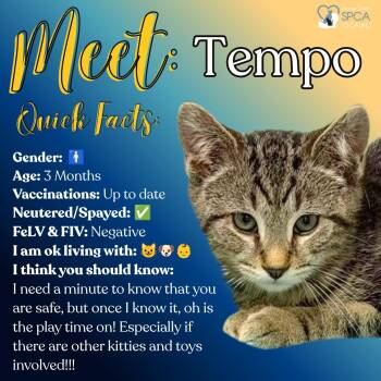 Tempo -  Tiger Cat for Adoption in Fulton, New York - Tempo | PetCurious