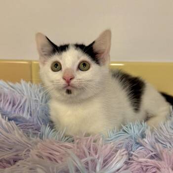 Maxe -  Domestic Short Hair Cat for Adoption in East Hampton, New York - Maxe | PetCurious