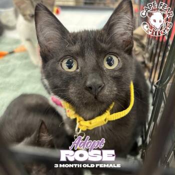 Rose -  Domestic Short Hair Cat for Adoption in Wilmington, North Carolina - Rose | PetCurious