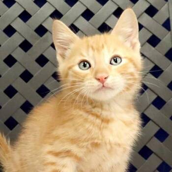 Snuzzles -  Domestic Short Hair Cat for Adoption in Fort Davis, Texas - Snuzzles | PetCurious