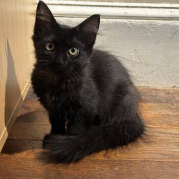 Mimi -  Domestic Long Hair Cat for Adoption in Coral Gables, Florida - Mimi | PetCurious