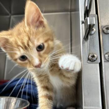 Lloyd -  Domestic Short Hair Cat for Adoption in Newport, North Carolina - Lloyd | PetCurious